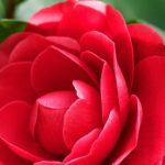 دانلود آهنگ مرجان کی صدا کرد/ کی با اواز خوش عشق صدا کرد منو کی صدا کرد