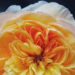 دانلود آهنگ مرجان خونه خالی خونه غمگین خونه سوتو کور بی تو