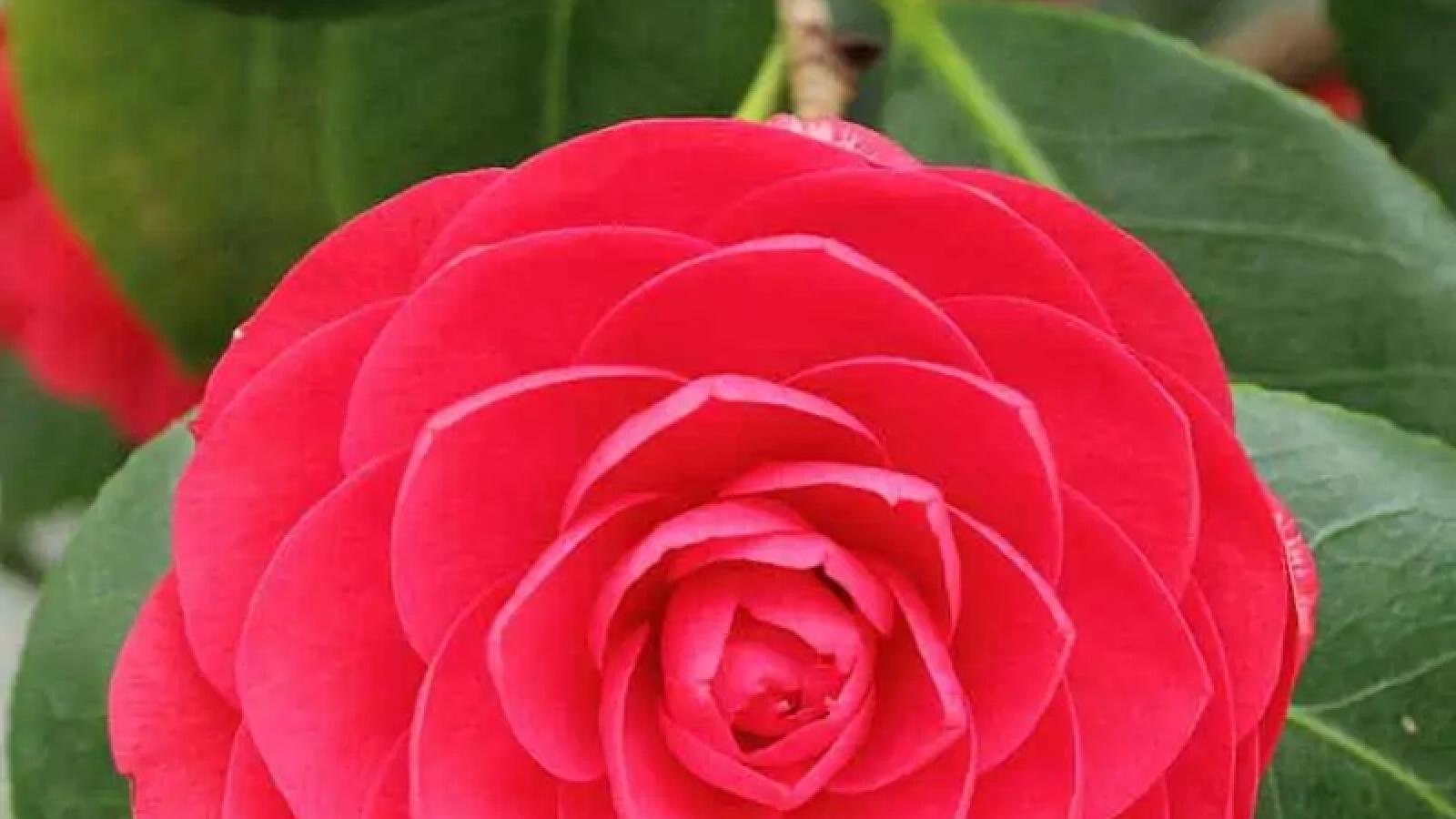 دانلود آهنگ مرجان تکیه بر باد / کسی نیست که بشکنه تنهاییمو