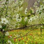 دانلود آهنگ ناهید نوید نوروز