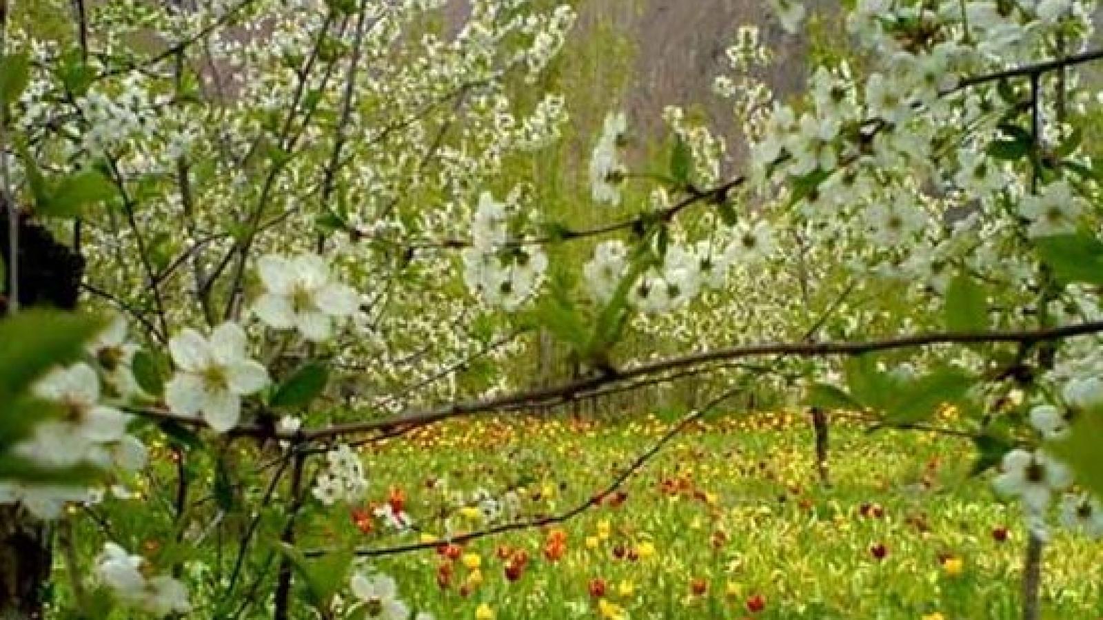 دانلود آهنگ ناهید نوید نوروز