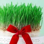 دانلود آهنگ نوش آفرین سبزه به ناز میاد / جدایی ها به من زود تر رسانش سبزه به ناز می آید