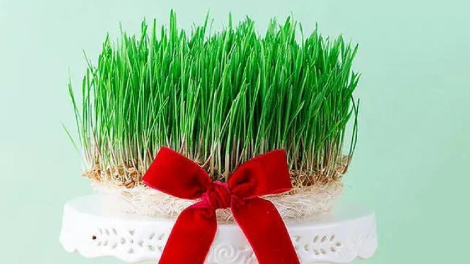 دانلود آهنگ نوش آفرین سبزه به ناز میاد / جدایی ها به من زود تر رسانش سبزه به ناز می آید