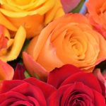 دانلود آهنگ نوش آفرین دروغ نیست عشقه تو راست راسته