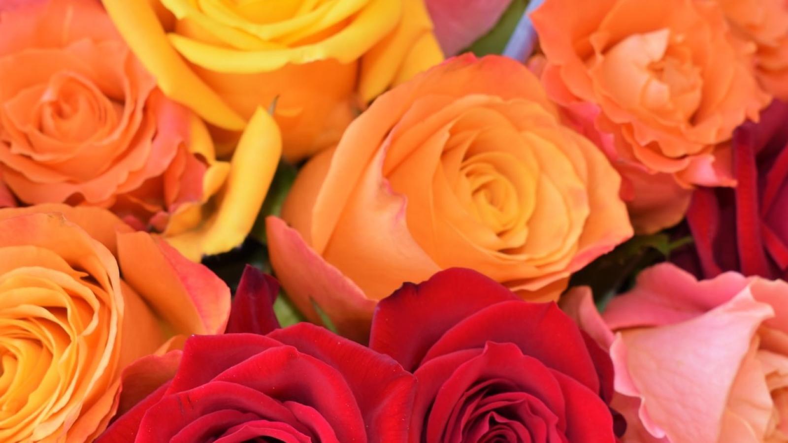 دانلود آهنگ نوش آفرین دروغ نیست عشقه تو راست راسته