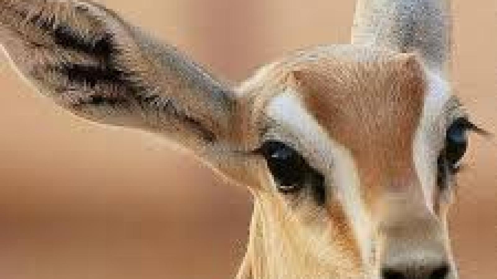 دانلود آهنگ پوران آهو / مرو مرو ای آهوی رمیده من مرو مرو پنهان مشو ز دیده من