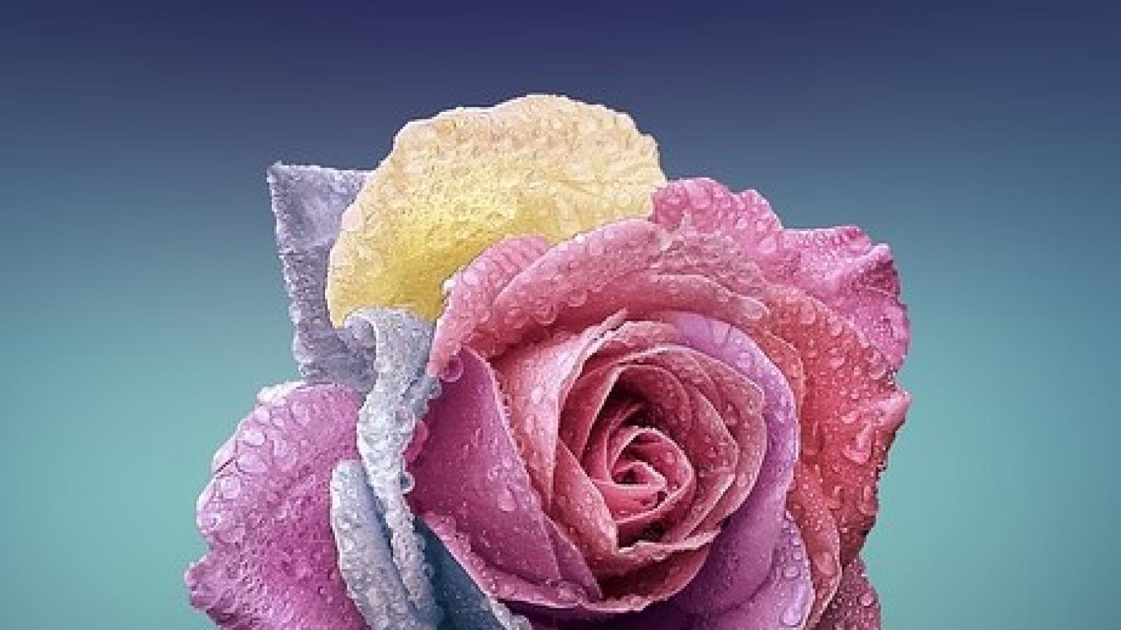 دانلود آهنگ پوران شانه / چون در چین و شکنش دارد دل من کاشانه