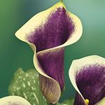 دانلود آهنگ هایده ای ساقی آرامم کن (هوش مصنوعی)