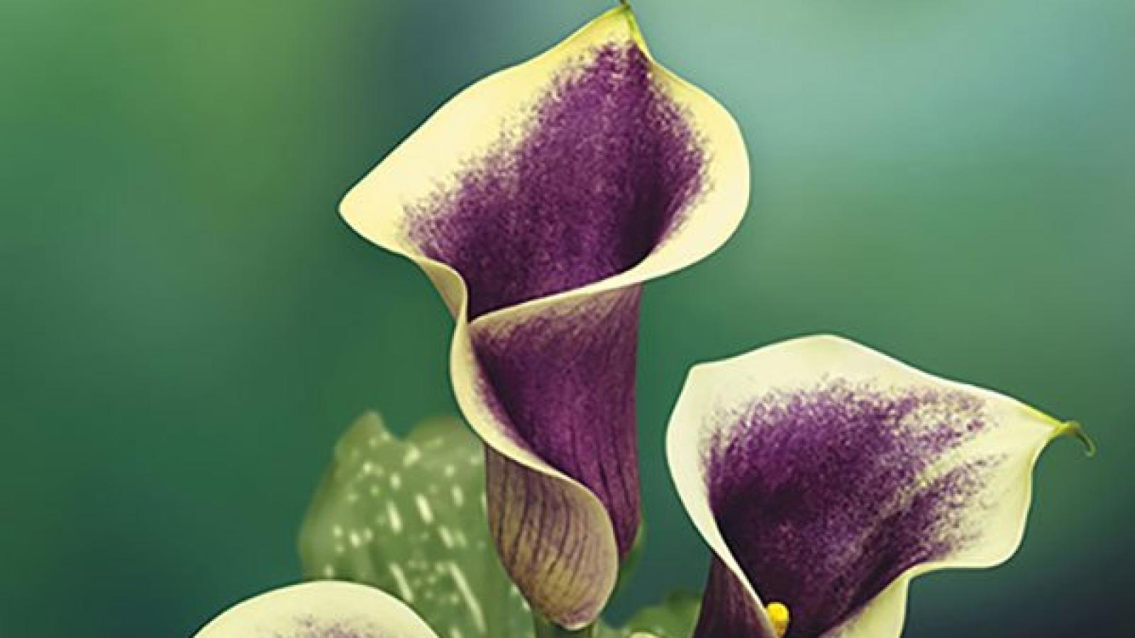 دانلود آهنگ هایده ای ساقی آرامم کن (هوش مصنوعی)