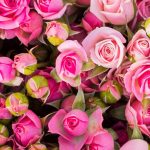 دانلود آهنگ شهره نوستالژیک مدلی الهی غرورت حریمه خونه باشه