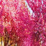 دانلود آهنگ سیمین غانم آمد نوبهار / خندان لب شو همچو جامِ می