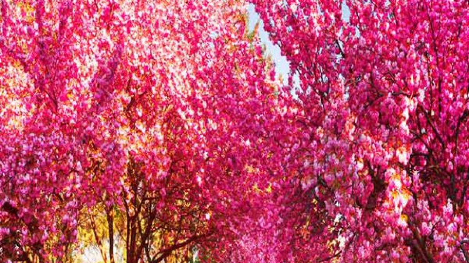 دانلود آهنگ سیمین غانم آمد نوبهار / خندان لب شو همچو جامِ می