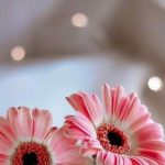 دانلود آهنگ سیمین غانم قفس باران / نمیترسم از هوا که عشق تو چتر منه