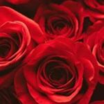 دانلود آهنگ شکیلا صنما / سخنی که ز دل نرود به زبان بدر آ
