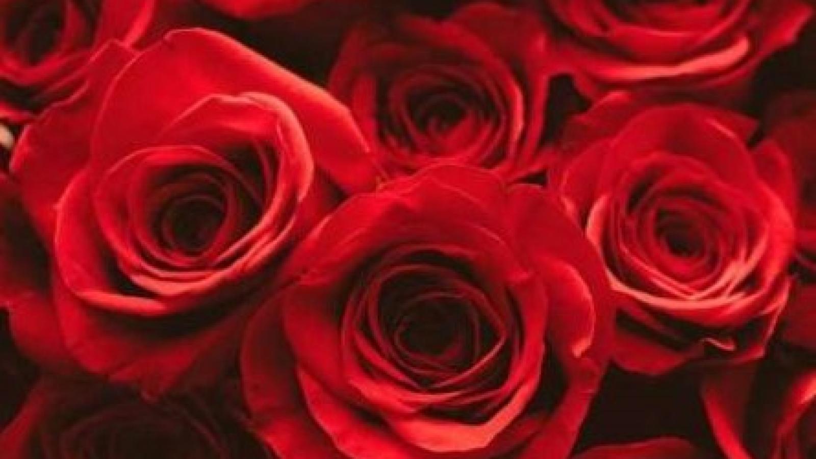 دانلود آهنگ شکیلا صنما / سخنی که ز دل نرود به زبان بدر آ