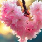 دانلود آهنگ هایده ترانه سال / هنوز به یاد خونه همه دلامون خونه