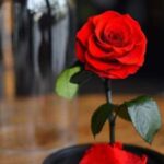 دانلود آهنگ گوگوش نازتکه / از بس که تو نازتکه، تا جان گدازتکه