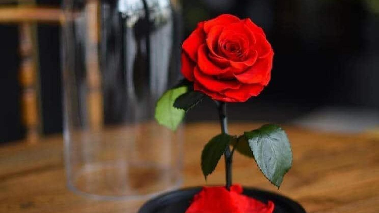 دانلود آهنگ گوگوش نازتکه / از بس که تو نازتکه، تا جان گدازتکه