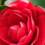 دانلود آهنگ مرجان بیگانه / بشناس مرا حکایتی غمگینم افسانه ی تیره شبی سنگینم