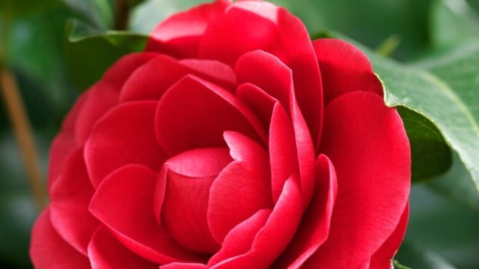 دانلود آهنگ مرجان بیگانه / بشناس مرا حکایتی غمگینم افسانه ی تیره شبی سنگینم