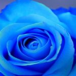 دانلود آهنگ الهه زمونه